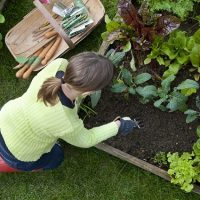 Aerial shot of woman weeding a raised bed in a vegetable garden.